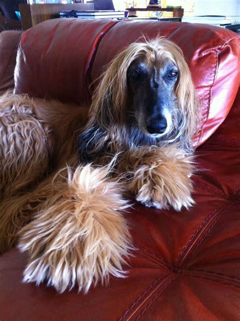 Afghan Hound Colors Red - Pets Lovers