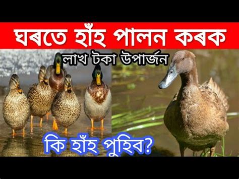 Benefits of duck farming by RB Tips. - YouTube