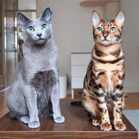 Russian Blue Cat & Bengal cat : r/cats