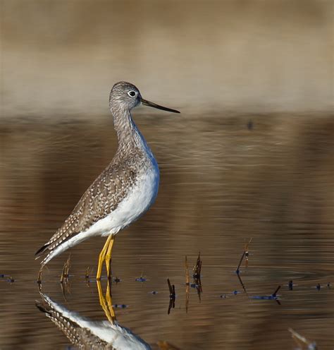 Greater Yellowlegs at Borrego Springs - Greg in San Diego