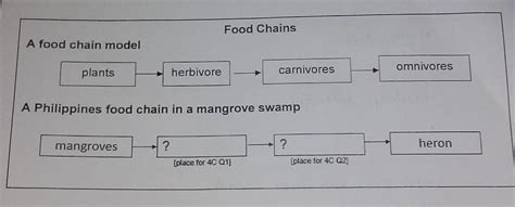 Patulong po nito A Philippines food chain in a mangrove swamp. - Brainly.ph