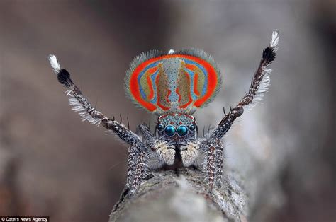 Images show peacock spiders in Sydney attracting mates with their dance ...