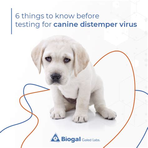 Canine Distemper Tips | Biogal Labs