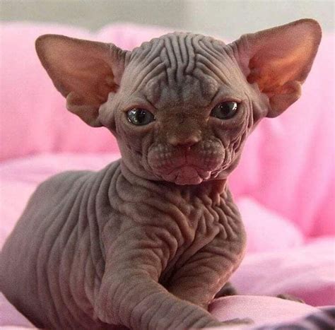 Pin by Teresa Curella on gattini | Cute cats and kittens, Baby animals, Cute hairless cat