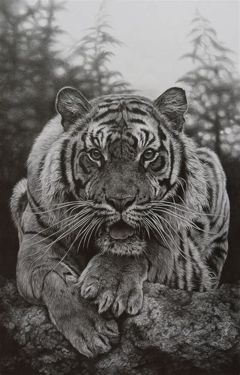 Pin by Tammy Yee on Art & Imagery | Pencil drawings of animals, Animal drawings, Wildlife art