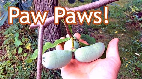 Paw Paw - Where we plant them in our landscape - YouTube