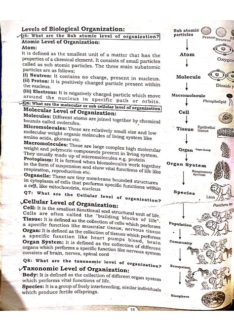 SOLUTION: Biological organization - Studypool