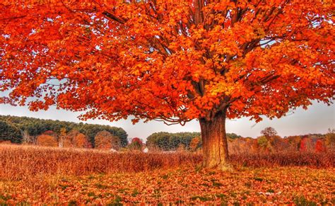 Download Orange (Color) Fall Nature Tree HD Wallpaper