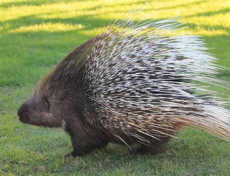 13 Porcupine Facts About These Prickly Rodents