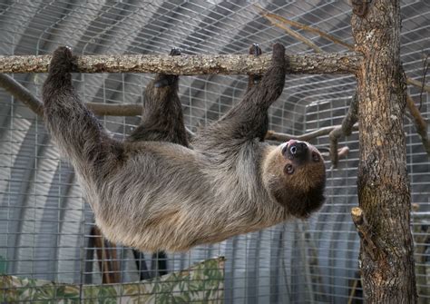 This Woman's Sloth Encounter Puts Kristen Bell's Viral Moment to Shame ...