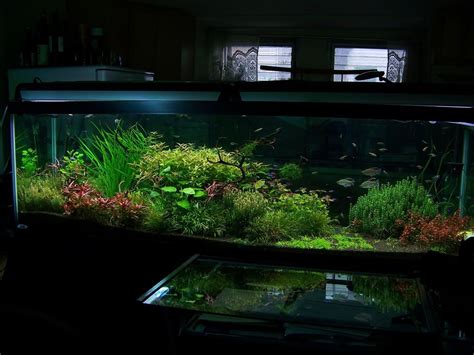 125 Gallon Planted Journal- Absolutely breathtaking tank | Fish tank plants, Aquarium landscape ...