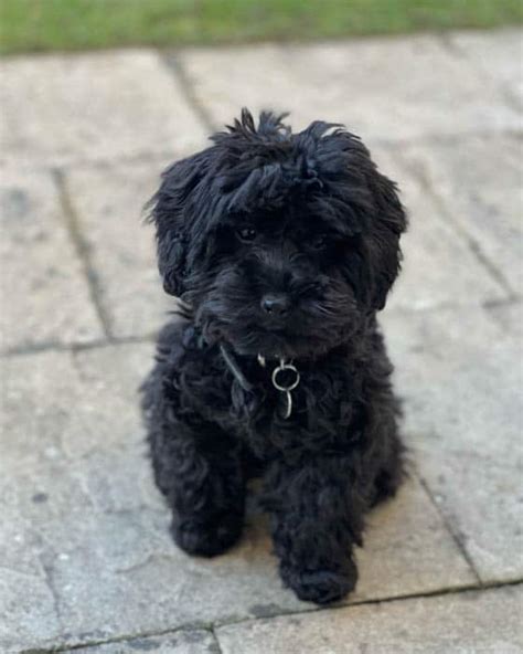 Black Maltipoo | Is A Black Maltipoo Rare?