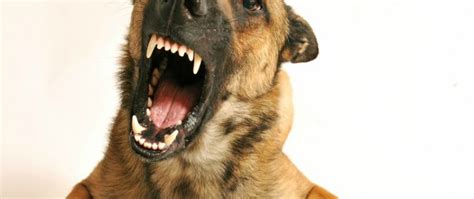Dog Training Challenges: How to Stop Biting - Innovative k9 Academy