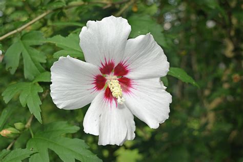 White Rose Of Sharon Photograph by Aimee L Maher ALM GALLERY - Fine Art ...