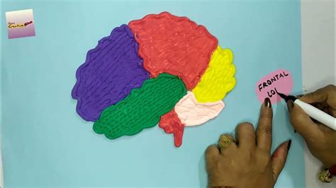 Human Brain Model Using Clay | Science Project | how to make a brain ...