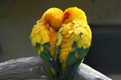 12 Animals That Practice Monogamy Better Than Humans - Romance - Nigeria