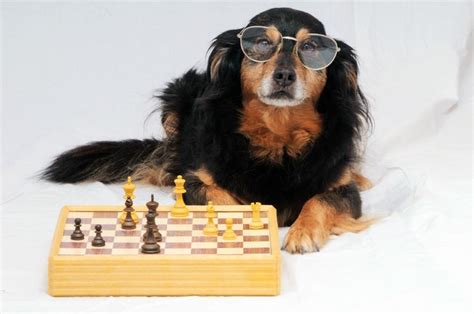 10 Brain Games To Play With Your Dog