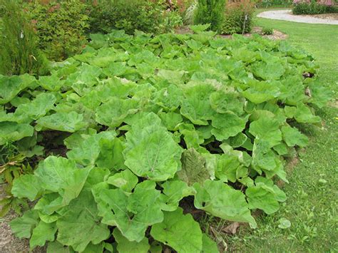 Common Butterbur (Petasites hybridus) in Issaquah Seattle Bellevue ...