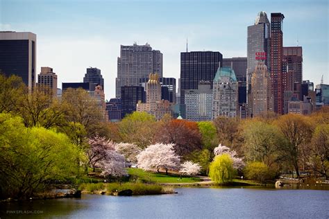 Susan Tattoo: central park spring wallpaper