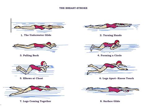 swimming breaststroke | Breaststrokes Technique – Essential Basic Things You Need To Know ...