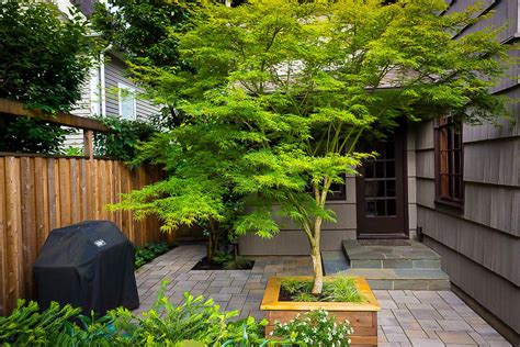 Seiryu Japanese Maple Trees For Sale | The Tree Center