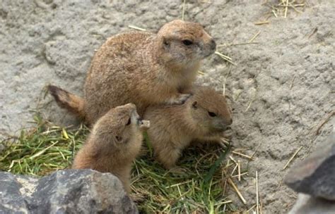 when do groundhogs have babies in ontario - Hwa Tirado