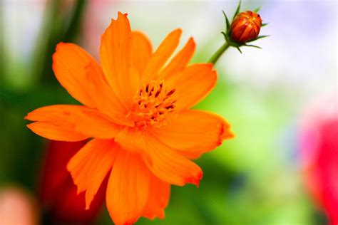 Thank you flower pots - Creative Commons Bilder