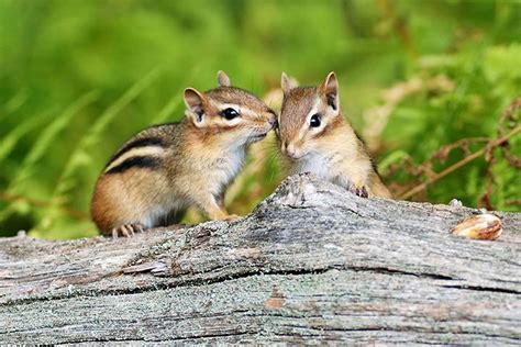 Vorlage: Simon Chipmunk Malvorlagen