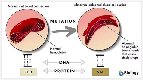 Polymorphism - Definition and Examples - Biology Online Dictionary