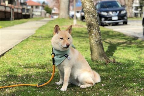 Cream Shiba Inu: The Rarest Shiba Color You'll Adore