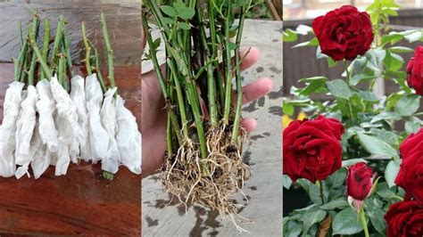 How to grow Rose from cuttings | Grow Rose using toilet paper | Rose propagation from cuttings ...