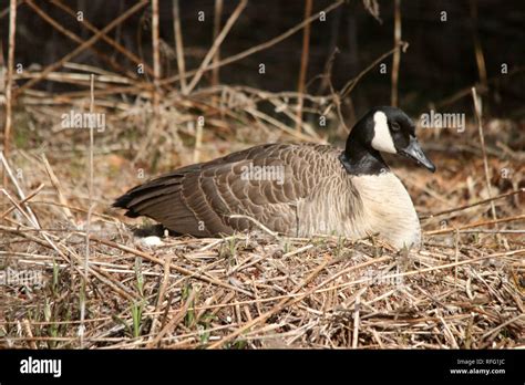 Canada Goose Nesting Stock Photo - Alamy