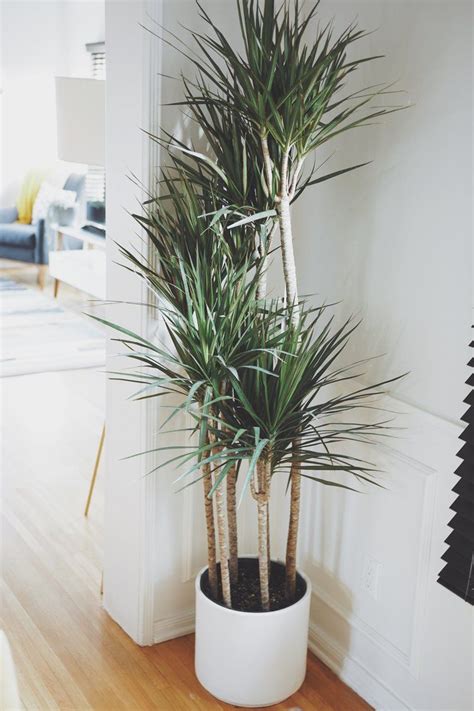 Dracaena Marginata Plant Care Tips — Ashley Hosmer | Plante dracaena, Plantes de décor de maison ...