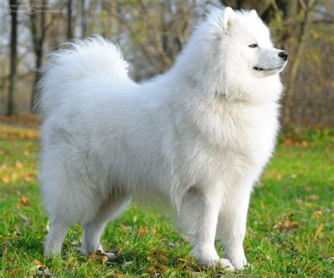 Dog of the Month: The Samoyed | Pawsmetics