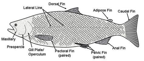 ODFW Marine Sport Fish IDODFW Marine Sport Fish Identification Key - Glossary of Terms