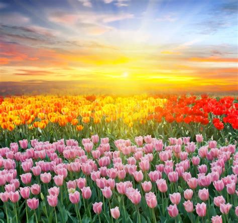 Field tulips sunrise stock photo. Image of grass, leaf - 137196626