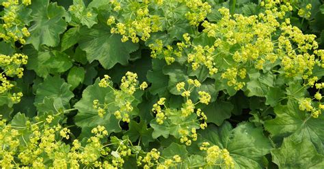 How to Grow and Care for Lady’s Mantle (Alchemilla mollis)