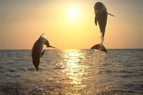 Sunset Dolphin Watching Tour from Cape May 2023