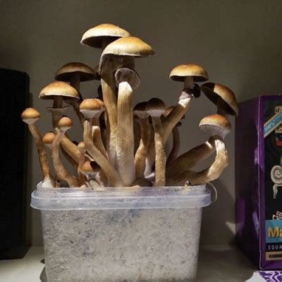 magic mushroom grow kit - Milk Metro