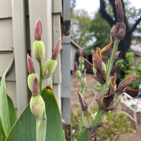 Canna Lily seeds? : r/gardening