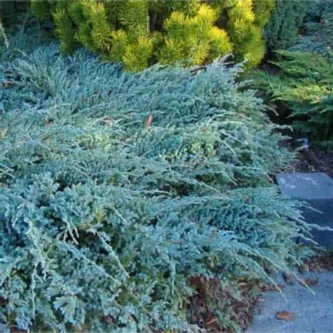 Juniperus squamata 'Blue Carpet'