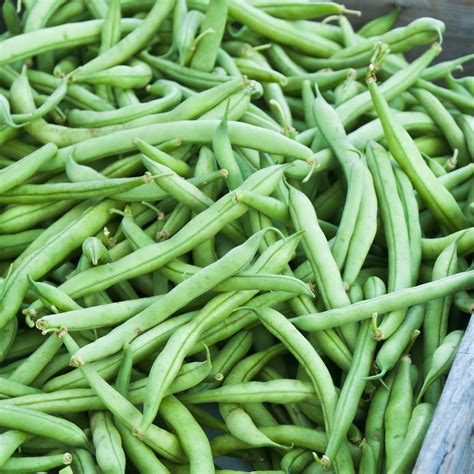 Strike Bush Bean Seeds - 5 Lb - Non-GMO, Heirloom Green Snap Bean Seeds - Vegetable Garden Seeds ...