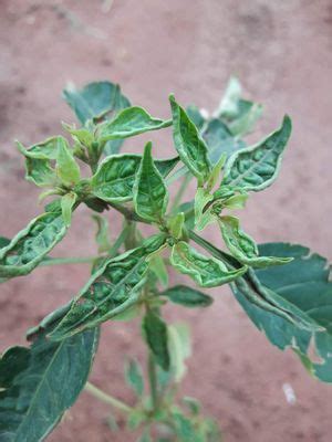 Chilli Thrips | Pests & Diseases