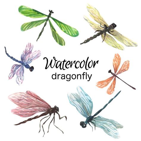 WATERCOLOR CLIPART, Dragonfly Clipart Nature Scrapbooking Clip Art, Insect Animals Png, Graphics ...