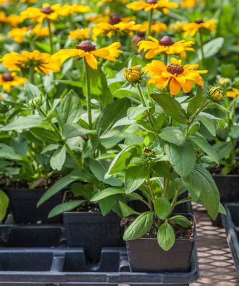 Black-eyed Susan care and growing guide: top rudbeckia tips | Gardeningetc