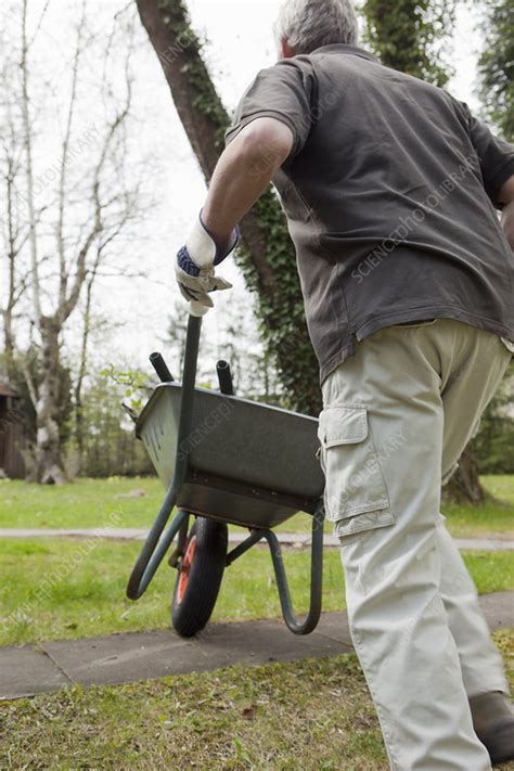 Man pushing wheelbarrow in backyard - Stock Image - F003/7807 - Science Photo Library