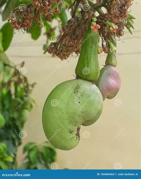 Kasoy 1 stock image. Image of cashew, tree, fruit, kasoy - 156484363