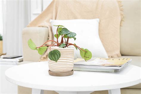 Peperomia Watermelon - Medium To Bright Light Air-purifying Houseplant - Succulents Box