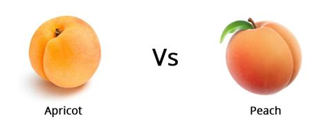 Apricots Vs Peaches – What Is The Difference? - Ayur Health Tips ...