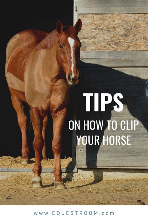 TIPS ON CLIPPING YOUR HORSE | Horses, Horse clipping, Horse care